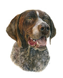 Pet Portraits - Starting at: