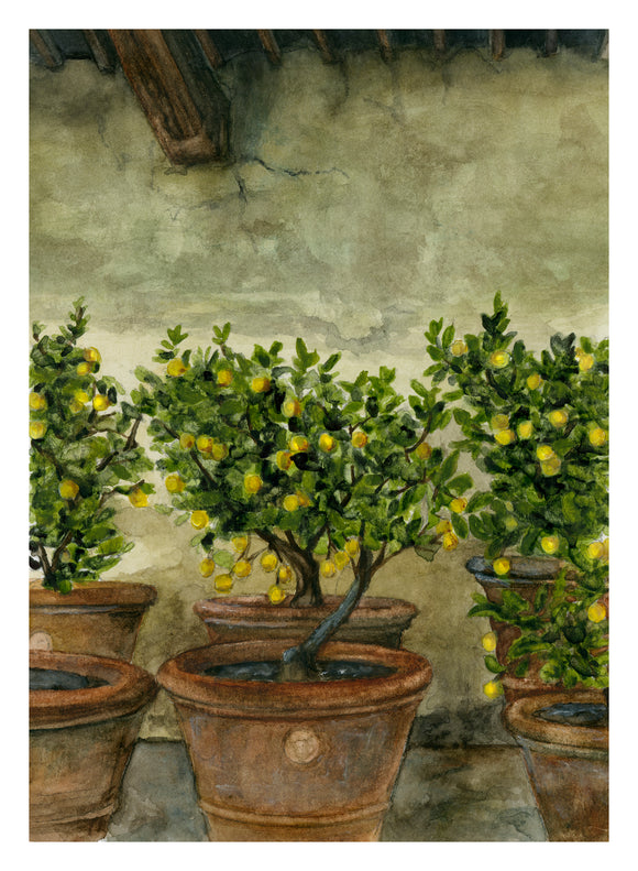 Print - Lemon Trees